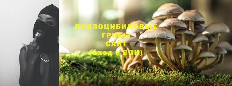 магазин продажи наркотиков  сайты даркнета состав  Псилоцибиновые грибы Magic Shrooms  Бологое 